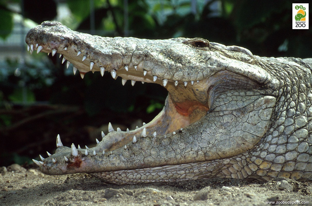 a nílusi krokodil fogai mind egyforma alakúak, nincsenek külön metszőfogaik vagy zápfogaik