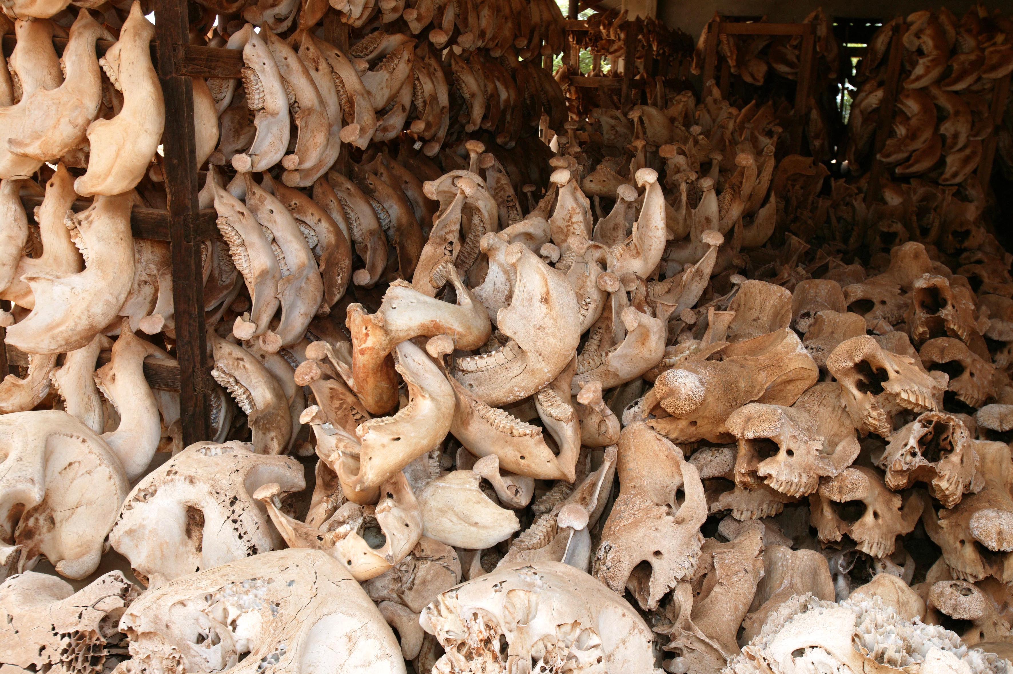 Az orvvadászok által elpusztított orrszarvúak koponyái