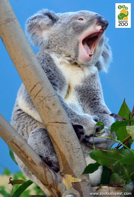az ásító koala szájában jól látszik az alsó állkapocs két, lapátszerűen előreálló metszőfoga 