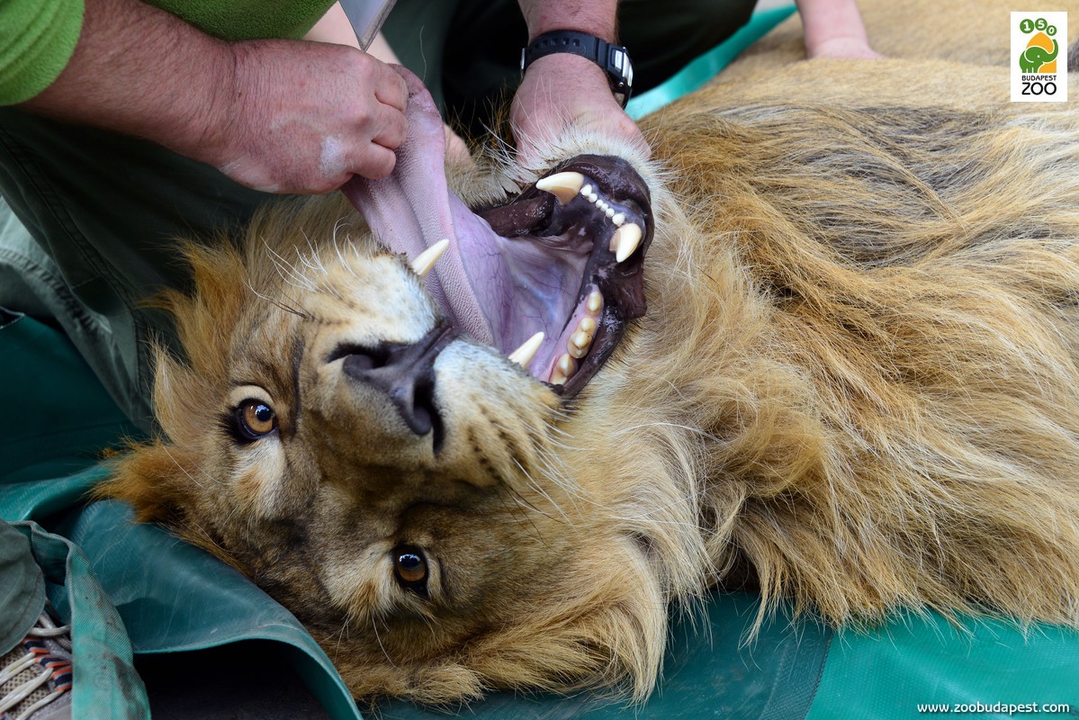 ennek az altatásban lévő oroszlánnak épp a fogait, illetve a szájüregét vizsgálják az állatorvosok