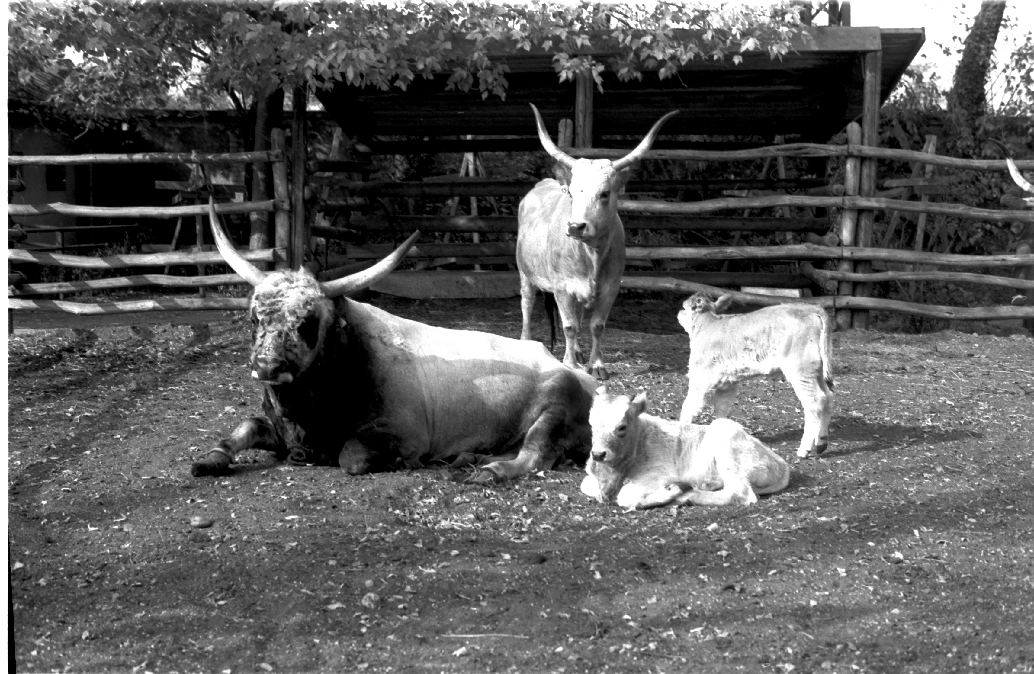 A képen a Mózes nevű szürkemarha bika látható családjával. 