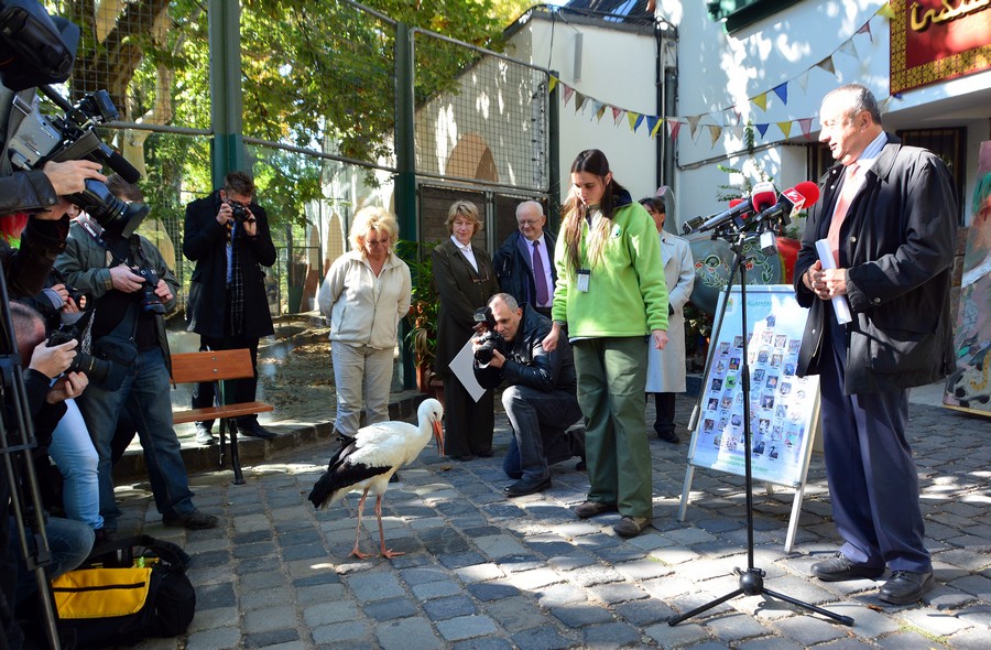 Dr Persányi Miklós főigazgató úr egy mentet gólyát mutat be