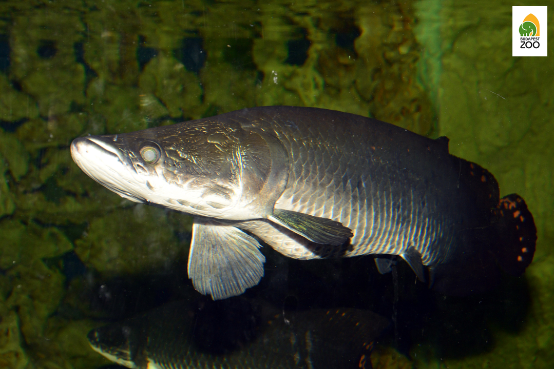 Az arapaima az egyik legnagyobbra növő édesvízi hal