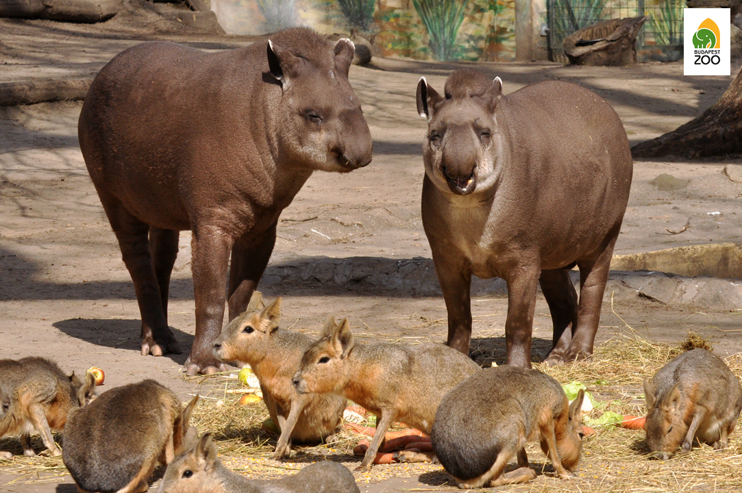 A tapírok és a nagy marák jól megférnek egymással a közös kifutóban
