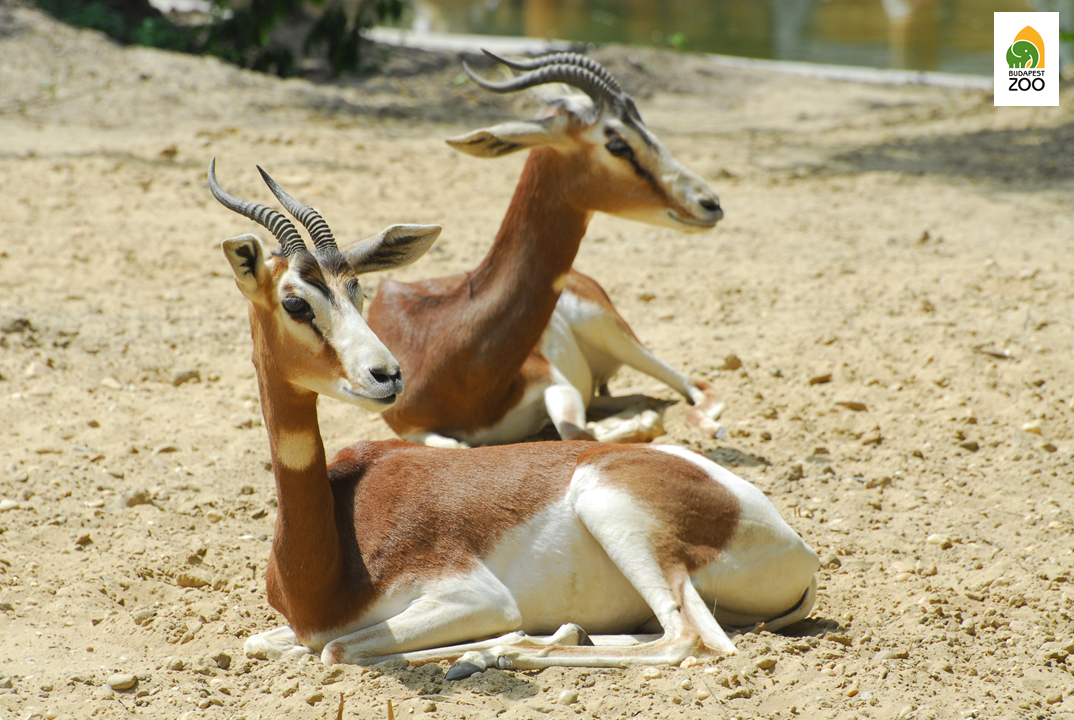 A mhorr gazellák eredetileg Északnyugat-Afrikában őshonosak, de ma már csak állatkertekben lehet látni őket
