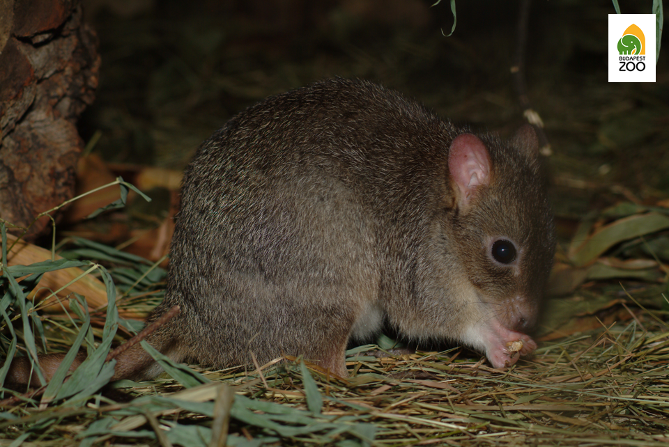 Az ecsetfarkú patkánykenguru őshazájában kritikusan veszélyeztetettnek számít, Állatkertünkben viszont rendszeresen szaporodik