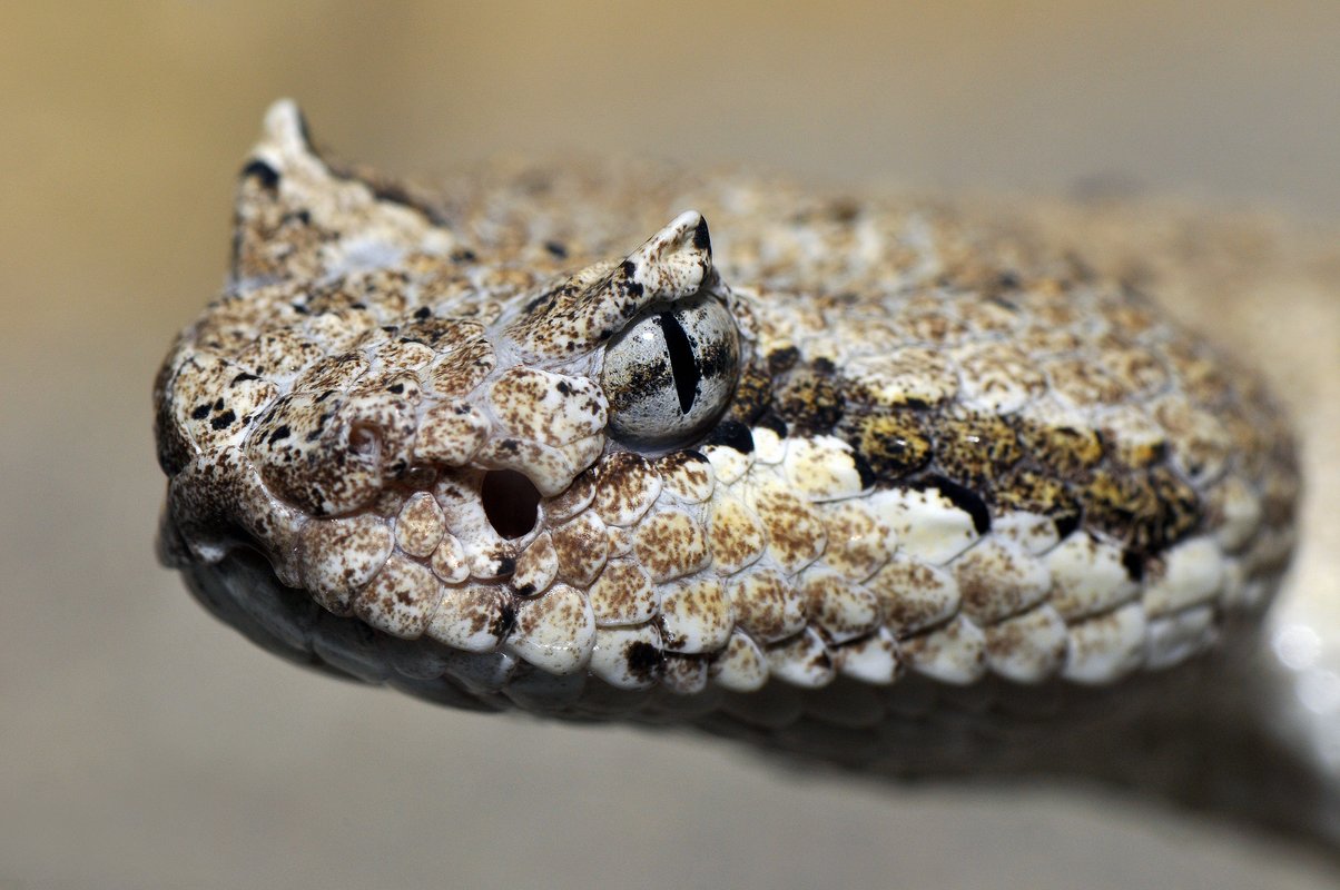 Szarvas csörgőkígyó