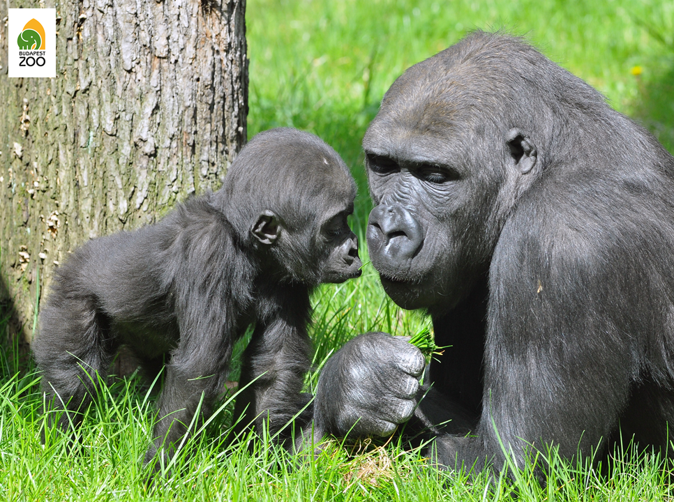 A nyugati síkvidéki gorillák kritikusan veszélyeztetett állatok, így állatkerti szaporításuknak komoly jelentősége van a faj megmentése szempontjából