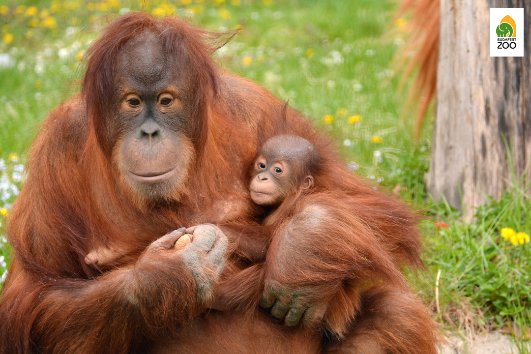 Állatkertünkben már számos orangután kölyök született és cseperedett fel sikeresen