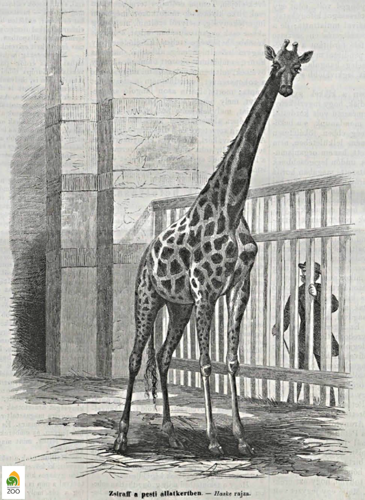 Margareth, Állatkertünk első zsiráfja, akit Erzsébet királyné közbenjárására Ferenc József ajándékozott nekünk 1868-ban