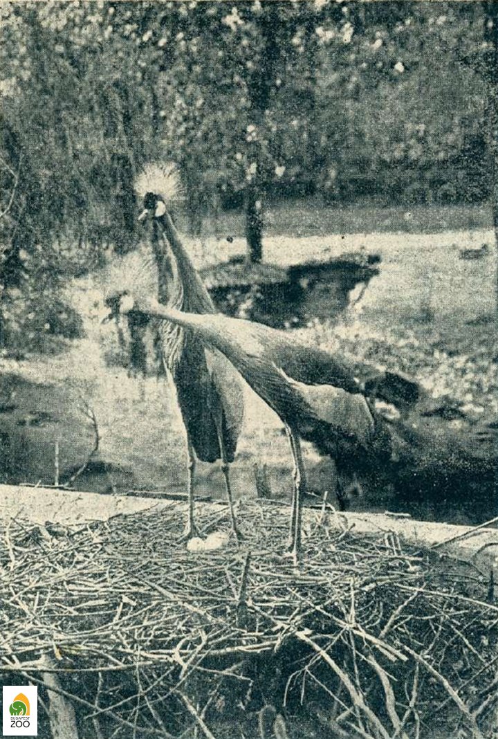 02 - A Kittenberger Kálmán által Kelet-Afrikában befogott szürkenyakú koronásdaru pár 1918-ban tojásokat rakott