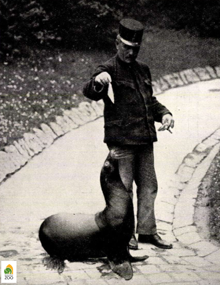 Hegedűs János állatkerti ápoló az egyik barátságos oroszlánfókával (1930). Hölzel Gyula felvétele 