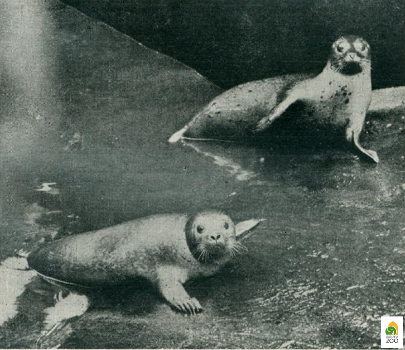 Az 1935-ben érkezett két borjúfóka 
