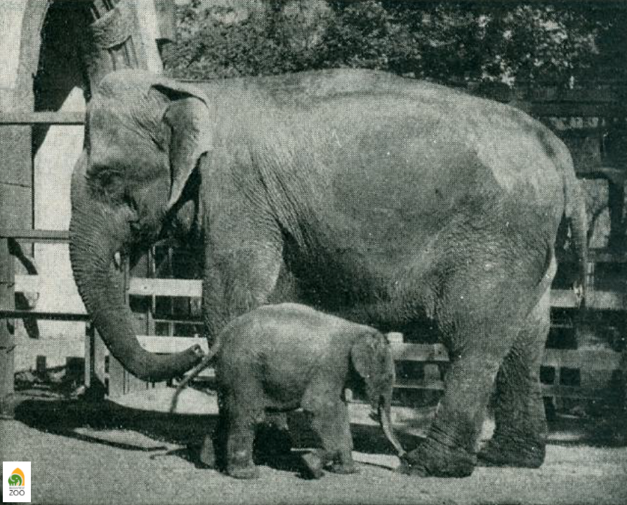 07 - Malah az elefánt anyuka háromhetes borjával, Chanbival. A kicsi 1941. szeptember 16-án született. Szabó József felvétele