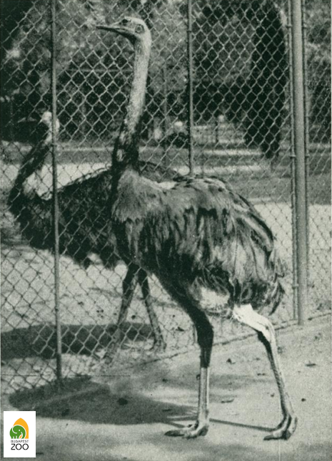Az előtérben látható nandukakas folyton kötekedett a szomszédos kifutóban lévő emuval (1942). Reich Péter Kornél felvétele