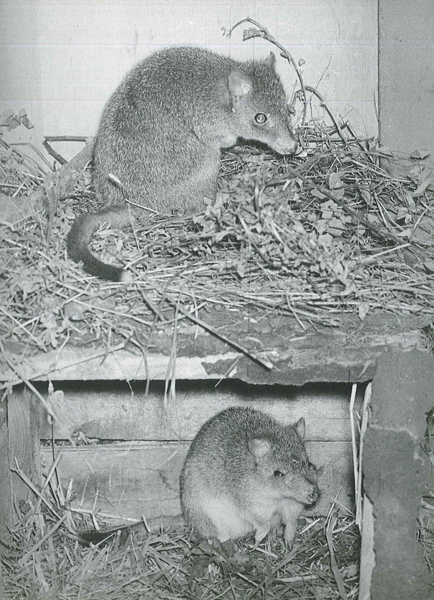 07 - A képen látható két tasmaniai patkánykenguru 1967-ben érkezett a bécsi Wilhelminbergi Biológiai Állomásról. Az egykori Kisemlősházban kaptak helyet, ahol ma a tarka makik laknak