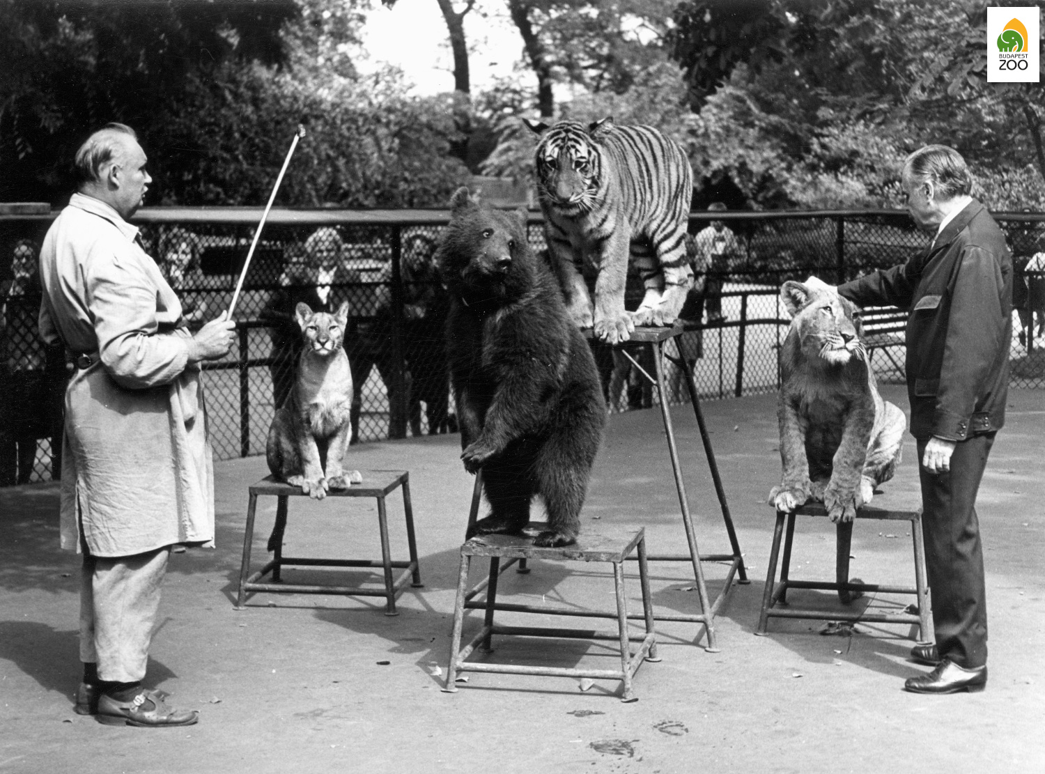 09 - "Munkaterápiás foglalkozás" az állatóvodában fiatal ragadozóknak (1970). A kép bal szélén Huszár Sándor főápoló, a jobb szélén Szederjei Ákos, az Állatkert akkori főigazgatója látható. Kapocsy György felvétele