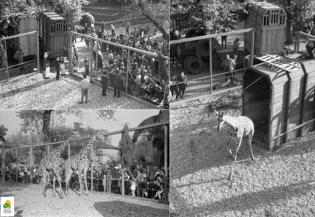 A második világháború után először 1965-ben érkeztek zsiráfok az Állatkertbe. Kapocsy György felvételei
