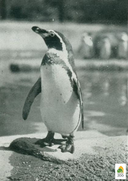 Az 1938 júniusában érkezett tíz pápaszemes pingvin (Haller László felvétele)