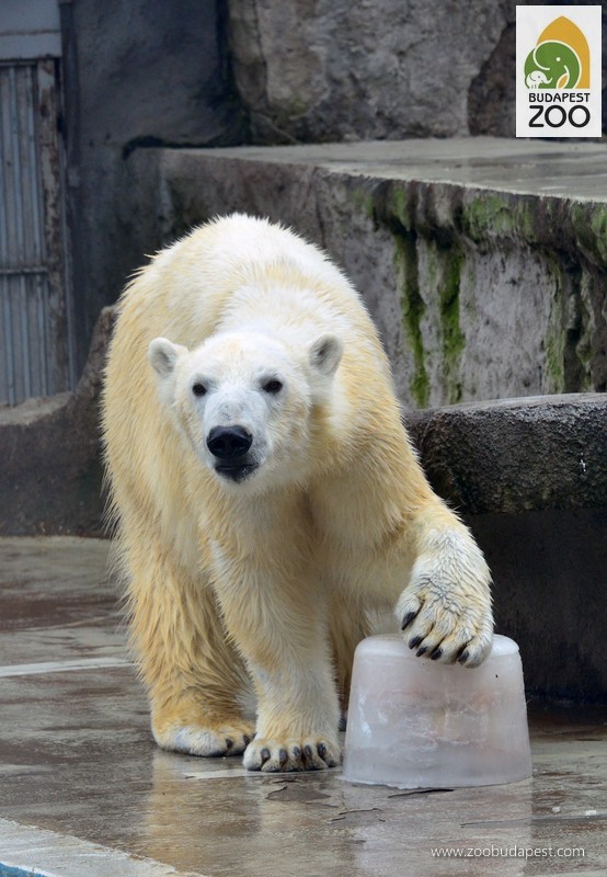 Jeges fánk a jegesmedvéknek | Állatkert Budapest szívében