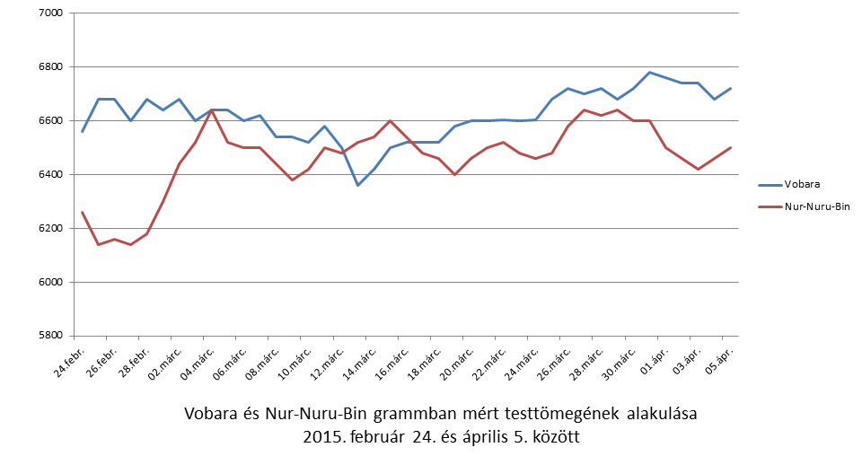 Vobara és Nur-Nuru-Bin súlyának alakulása Budapesten