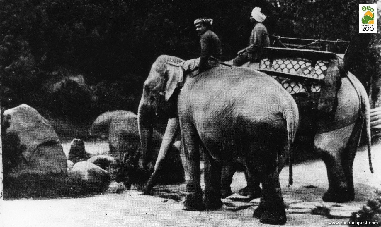 A ceyloni származású elefántápoló, Fonzeka Ábrahám kollégájával a hátaselefántok nyakában