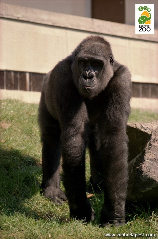 Golo, a ma is Budapesten élő hím gorilla 1989-ben még csak ismerkedett új otthonával