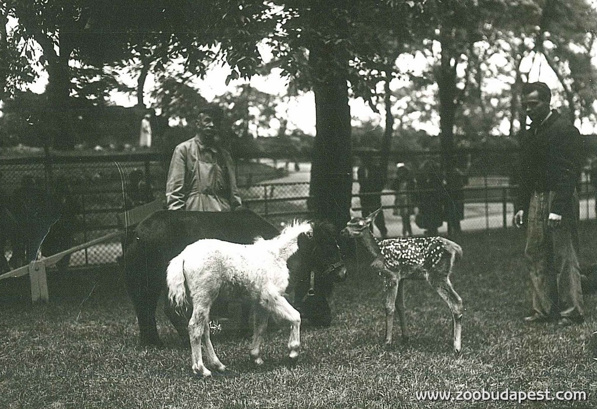 Az állatóvoda már az 1940-es évek végére benépesült 