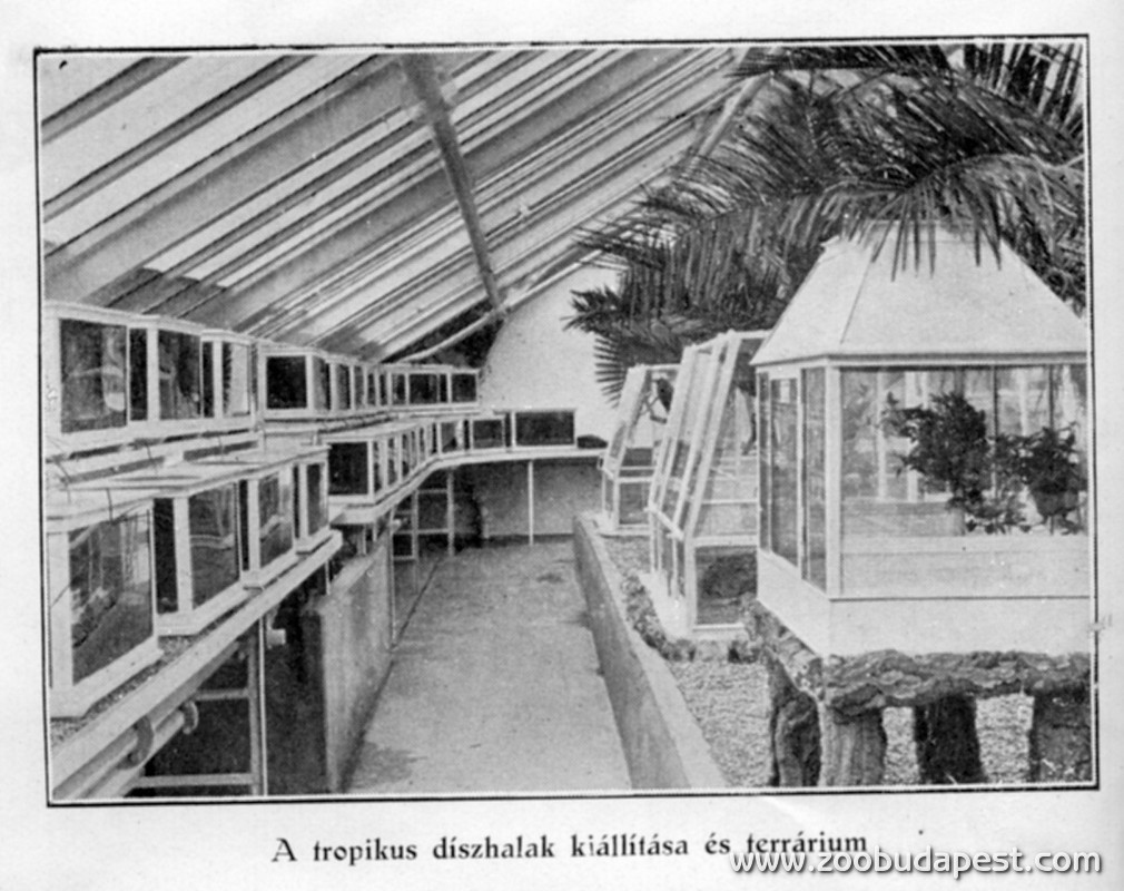 A Pálmaház oldalszárnyában saját erőből kialakított trópusi akvárium és terrárium nézőtere