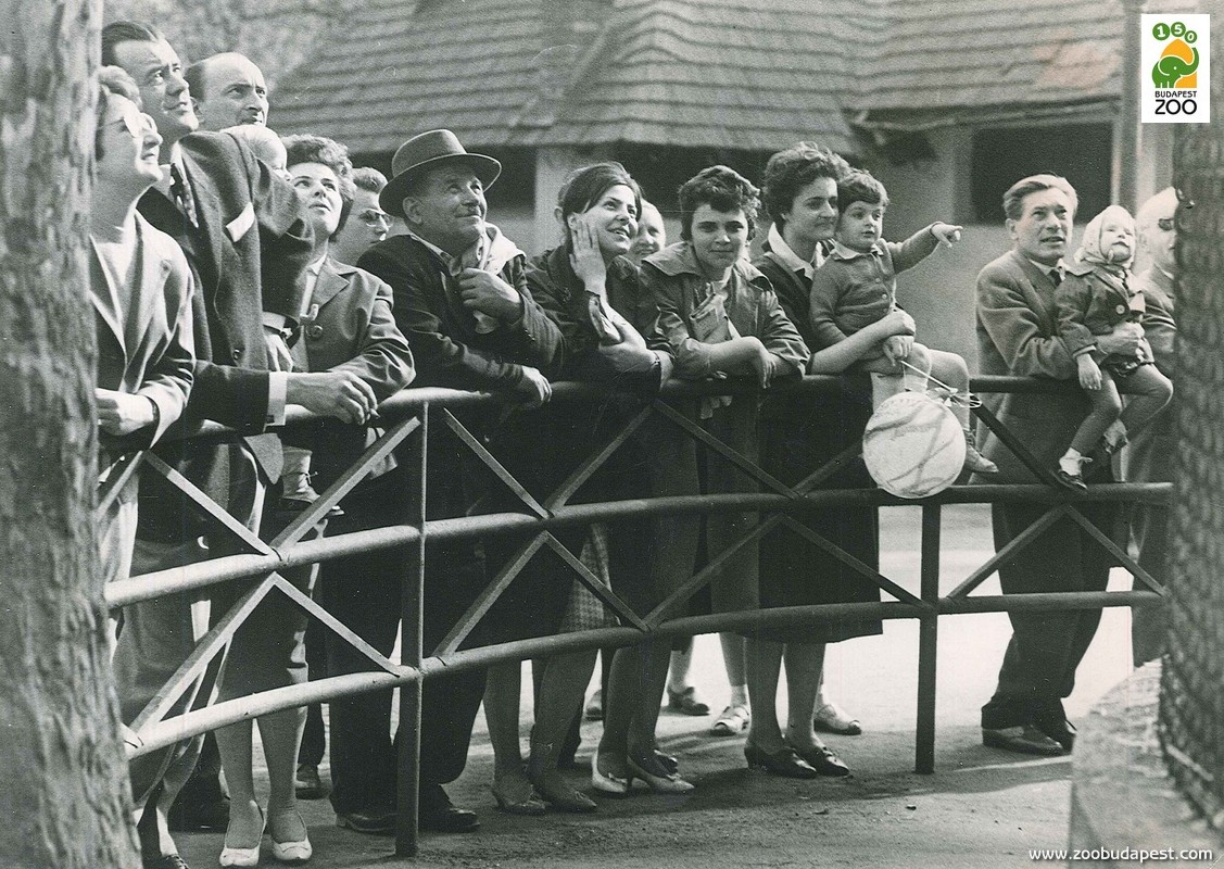 Látogatók a Majomháznál az 1950-es években