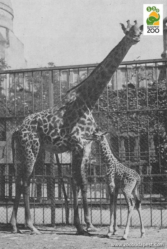 A képen látható, 1932-ben született zsiráfborjú az első a világon, amelynek növekedését naponta ismételt mérésekkel nyomon követték 
