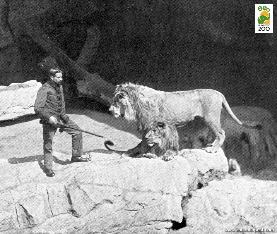 Celesto Guglielmani évtizedeken át volt az oroszlánok gondozója