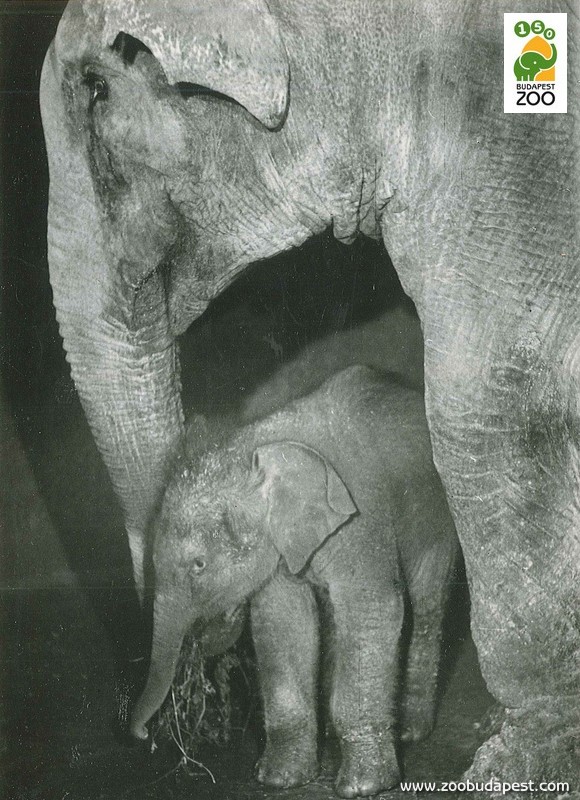Quinba, az 1961-ben született elefántborjú anyjával. Quinba négyéves korában a hollandiai Tiburg Zoo lakója lett, majd éveken át az Arnhemi Állatkertben, még később pedig egy francia állatkertben élt egészen 2005-ig 