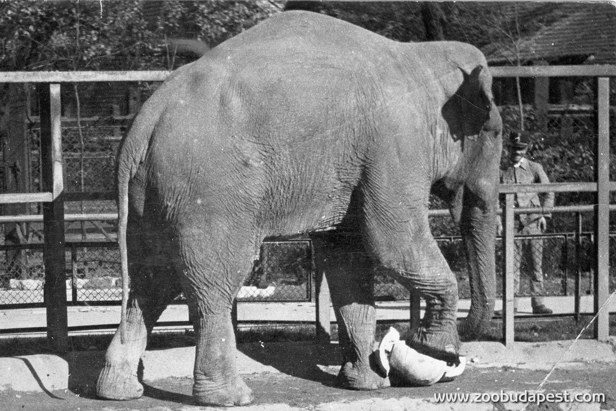 Sziám, a híres elefántbika. Eredetileg V. Ráma, Sziám, azaz Thaiföld királya ajándékozta 1897-ben Ferenc Józsefnek, aki előbb Schönbrunn-ban helyezte el, majd 1900-ban a Pesti Állatkertnek adományozta