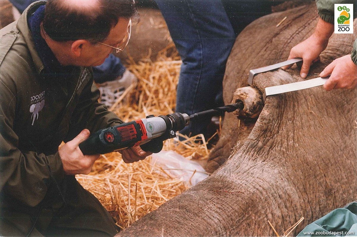 Altatásban végzett agyarműtét ázsiai elefánton: a képen a pulpaüreg fúrása látható (1994)