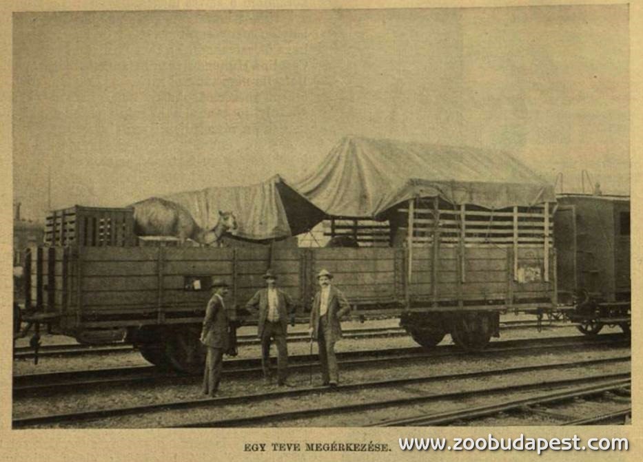 Kirakodásra váró teve a Nyugati pályaudvaron (1911) 