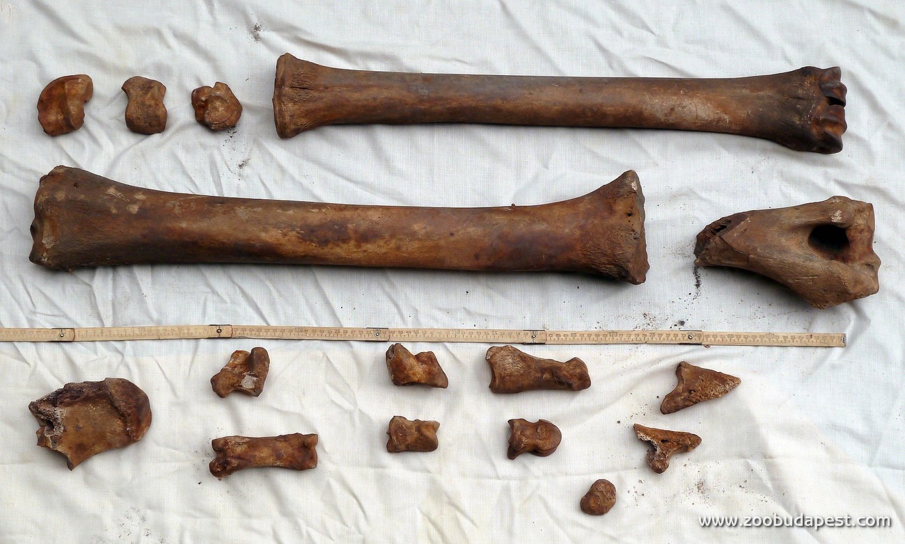 Az ostrom után eltemetett zsiráfbika csontjait 2012-ben találtuk meg 