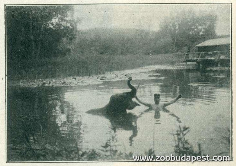 Nelly és gondozója a Hévízi-tó vizében (1914)