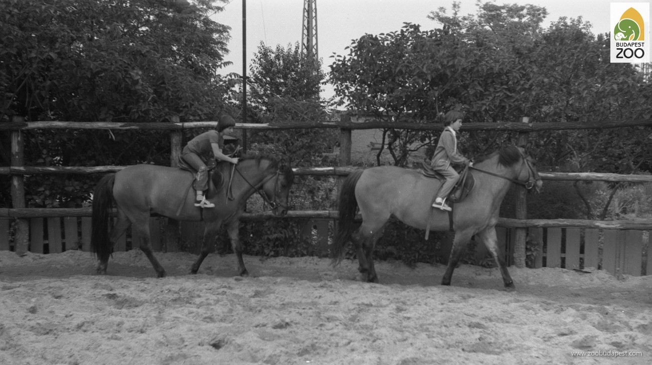 Sok fiatal tanult lovagolni az Állatkerti Kísérleti Gyermeklovardában